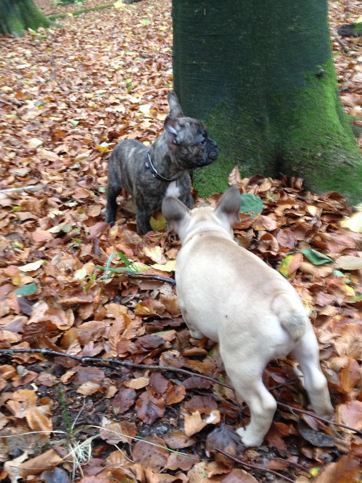 Fransk bulldog Cody billede 5