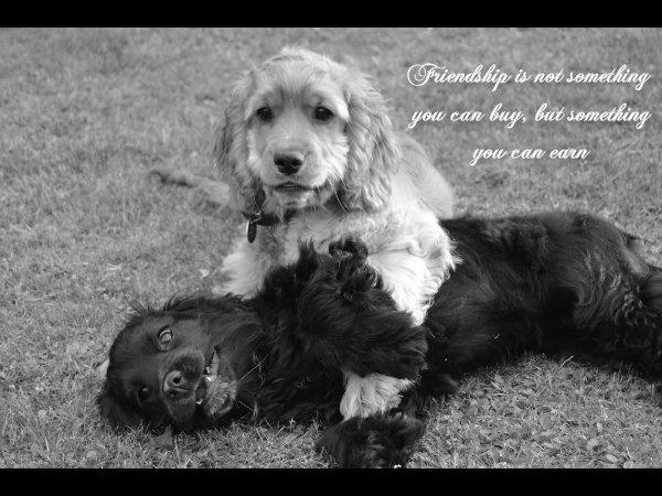 Blanding af racer Mulle - Mulle og Oscar!<3 BFF 4-ever vi savner dig osse!!<33 billede 12