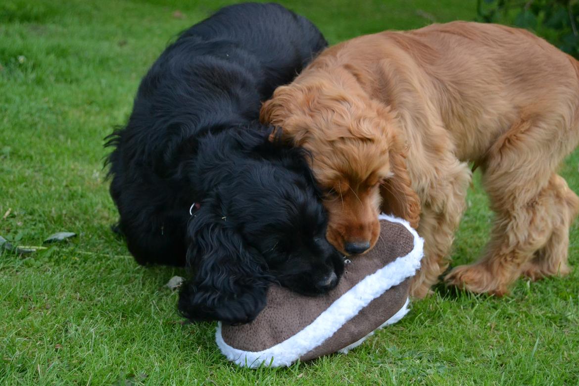 Blanding af racer Mulle - ja man skal jo huske at dele!<3 billede 15