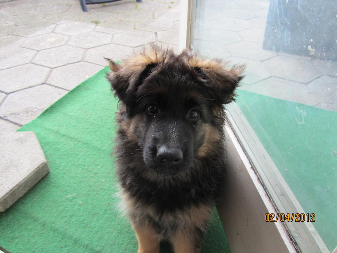 Schæferhund Hassenkam's Christa - Charmetrold og charme ører. billede 14