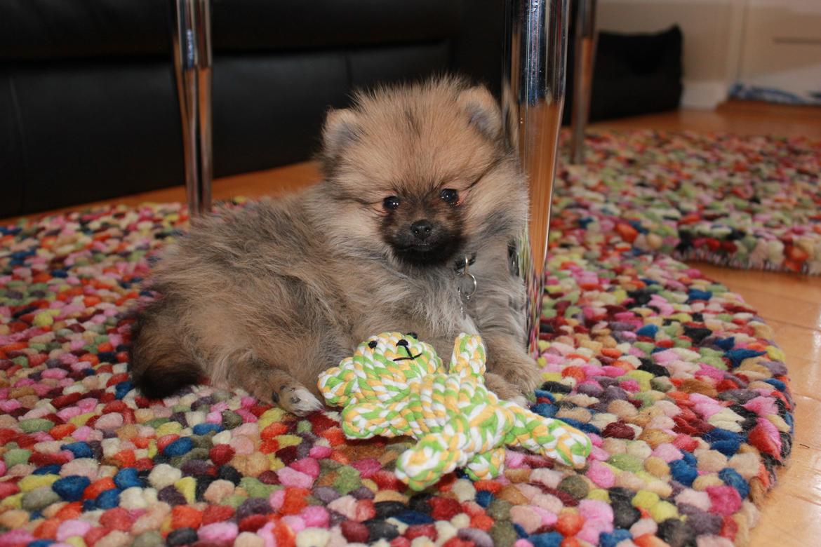 Pomeranian Anes Emil-Balou - Min lille bandit :-)
10 uger gammel! billede 15
