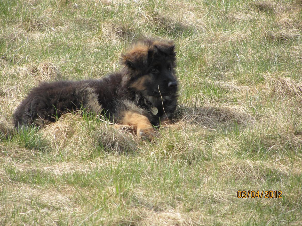 Schæferhund Hassenkam's Christa - Afslapning i forårs græsset. billede 16