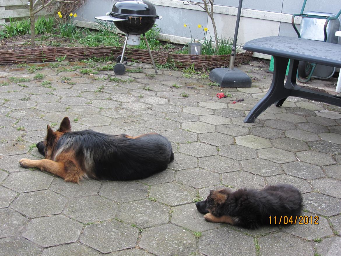 Schæferhund Hassenkam's Christa - Så gør vi sådan, når vi venter på 'far' kommer ind af havelågen, efter arbejde... billede 19