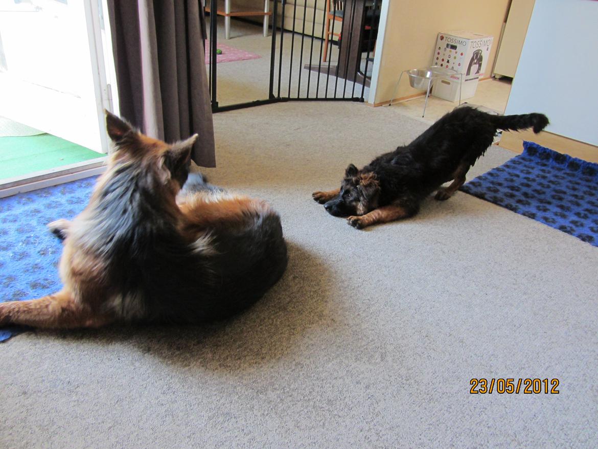 Schæferhund Hassenkam's Christa - Vuf vuf - leg nu med mig. billede 23