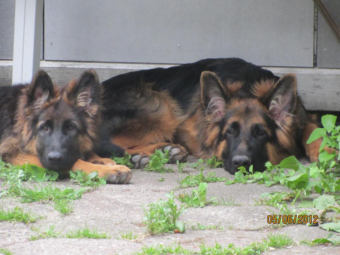 Schæferhund Hassenkam's Christa - Afslapning i skyggen, med Thorsen. billede 25