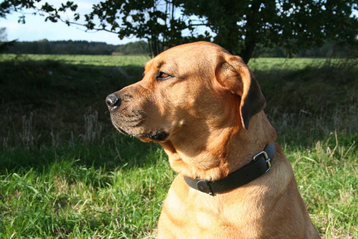 Blanding af racer Akeela billede 1