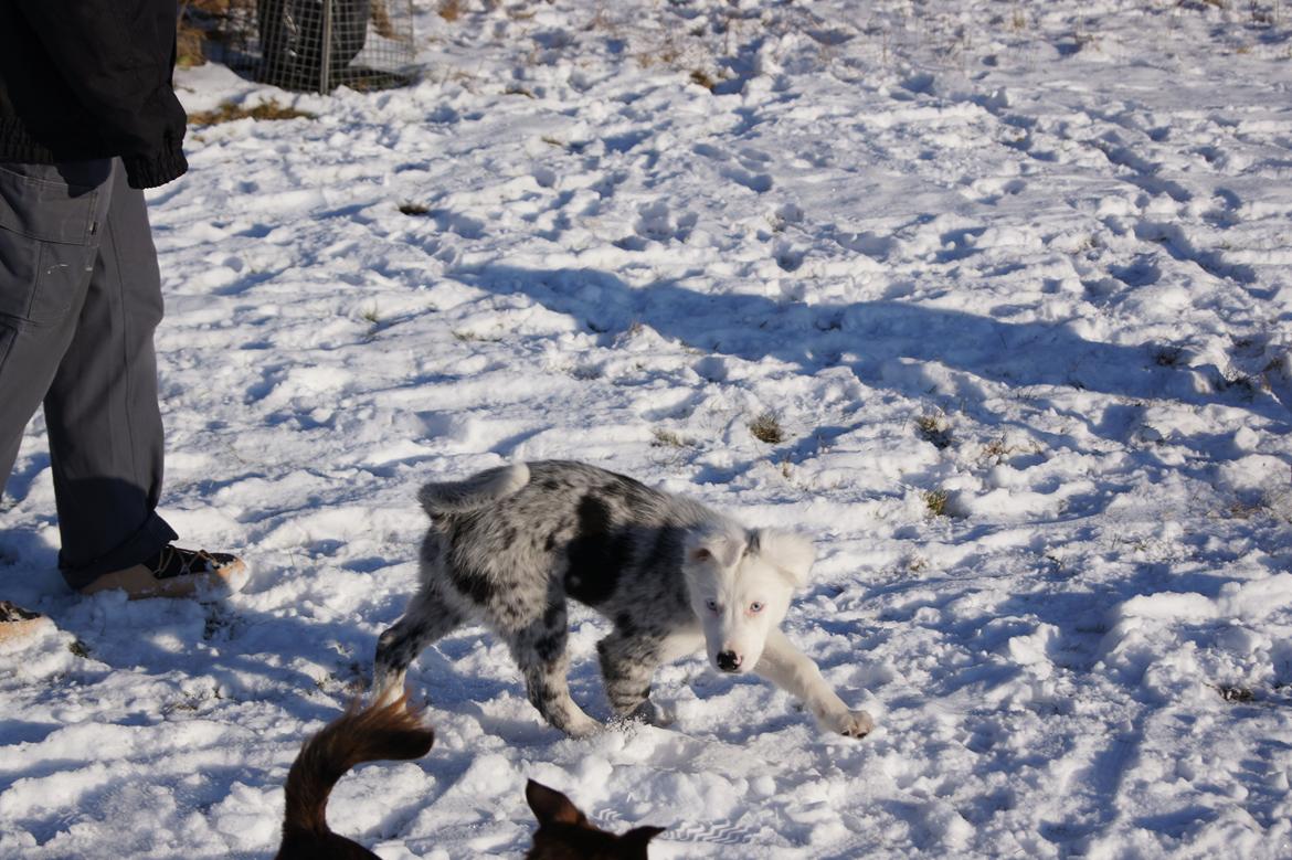 Border collie Ice billede 5