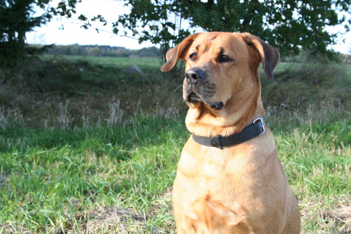 Blanding af racer Akeela billede 19