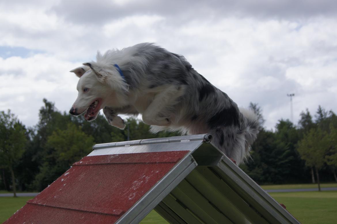 Border collie Ice - Ice 1 år gammel på en af hans første ture på A-brættet billede 6