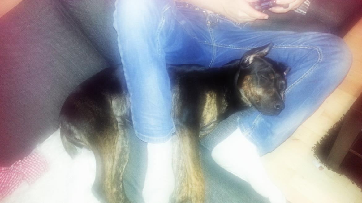 Blanding af racer Zita billede 2