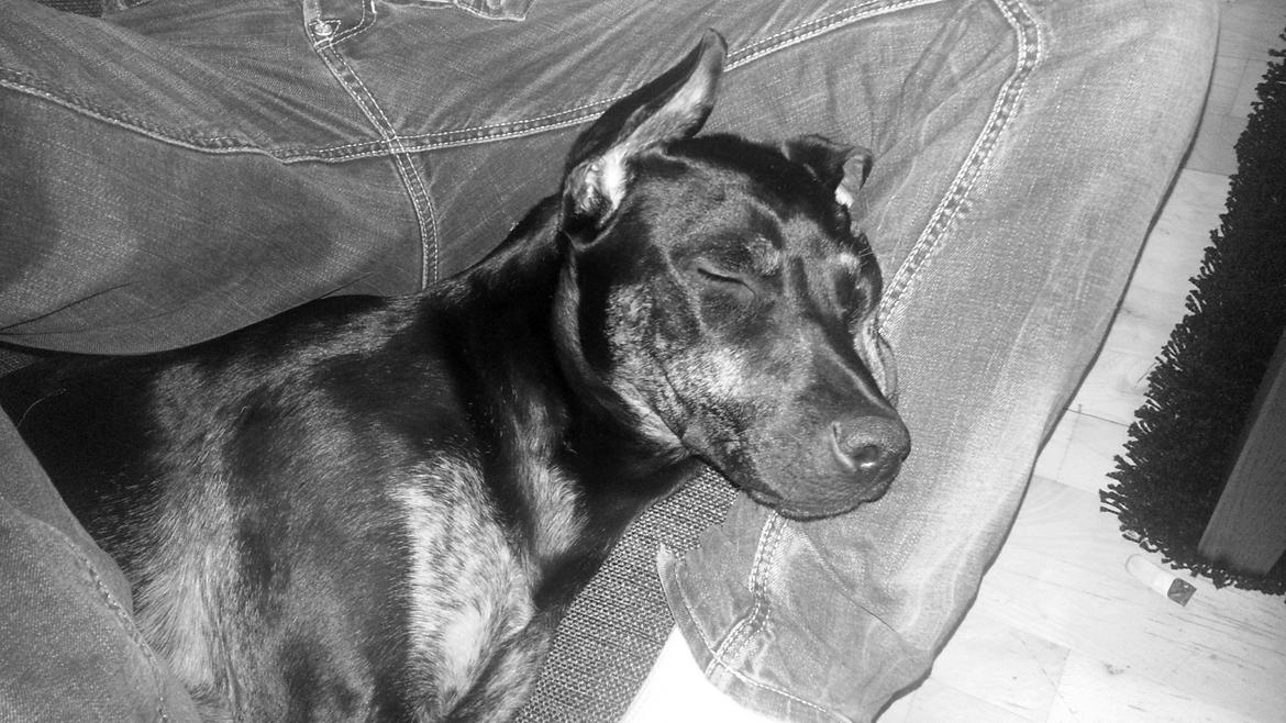 Blanding af racer Zita billede 1