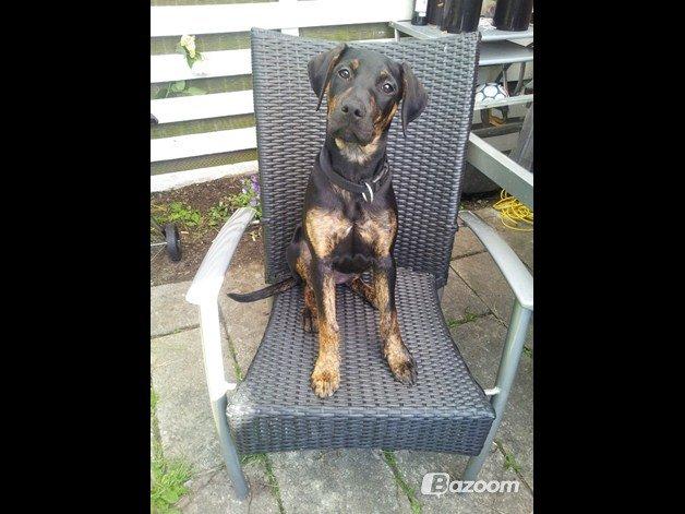 Blanding af racer Zita billede 4