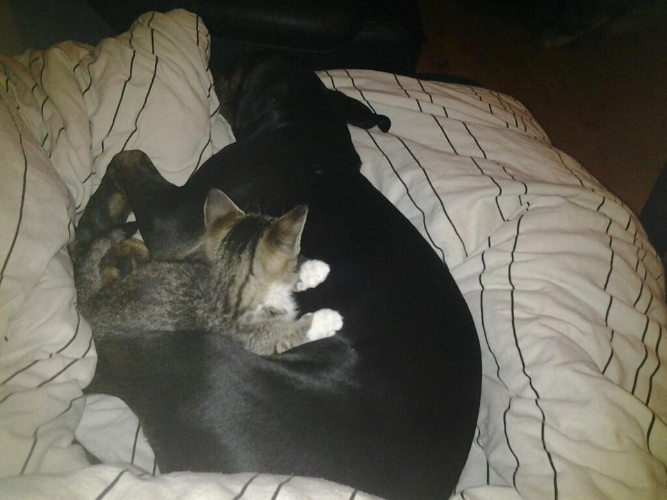 Blanding af racer Zita billede 5