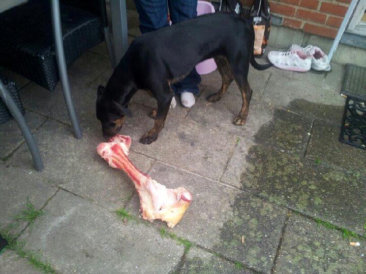 Blanding af racer Zita billede 6