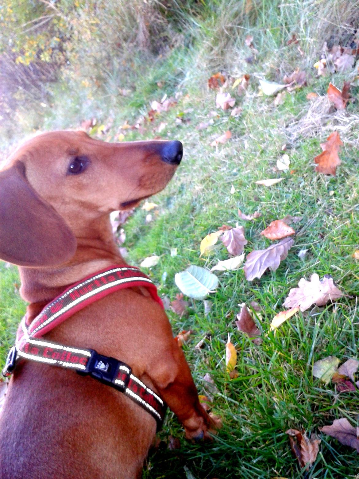 Gravhund Polly billede 8