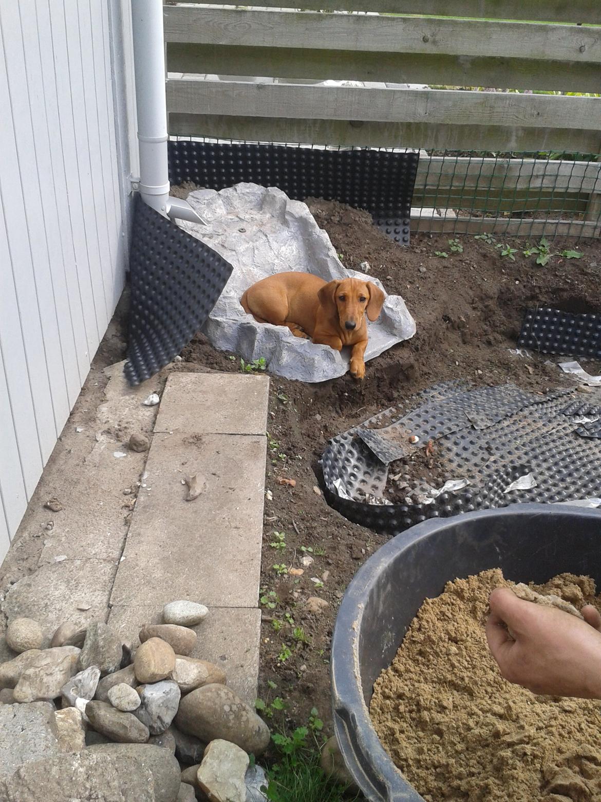 Gravhund Polly billede 10