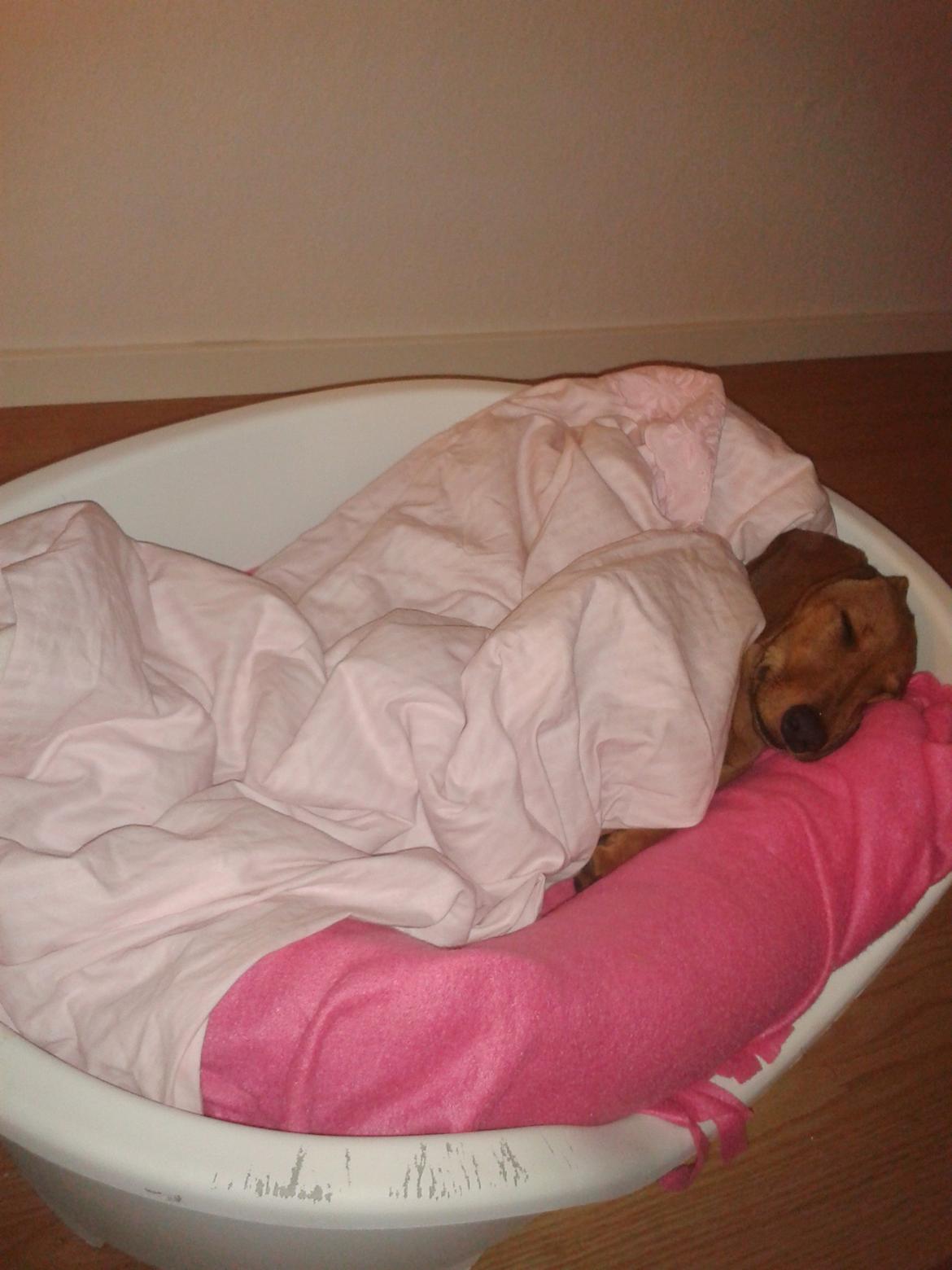 Gravhund Polly billede 11