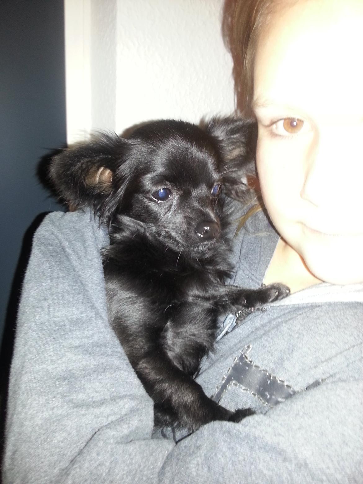 Chihuahua Baby Kitty - Den dag jeg fik Baby billede 3