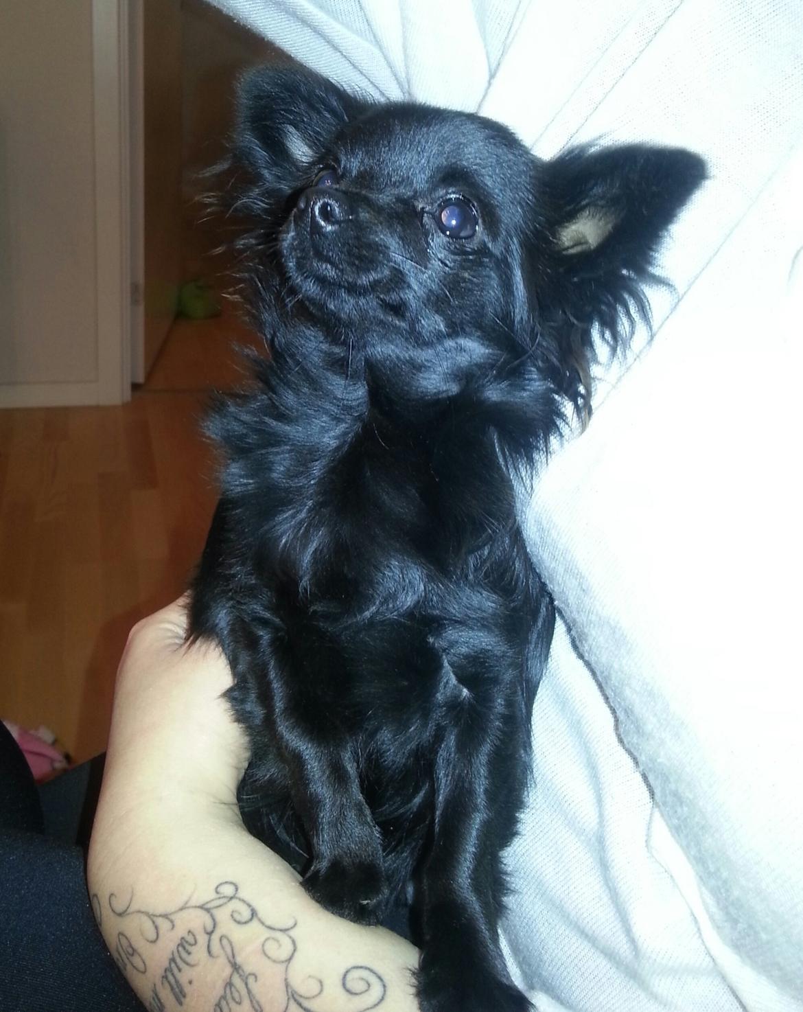 Chihuahua Baby Kitty - <3 billede 2