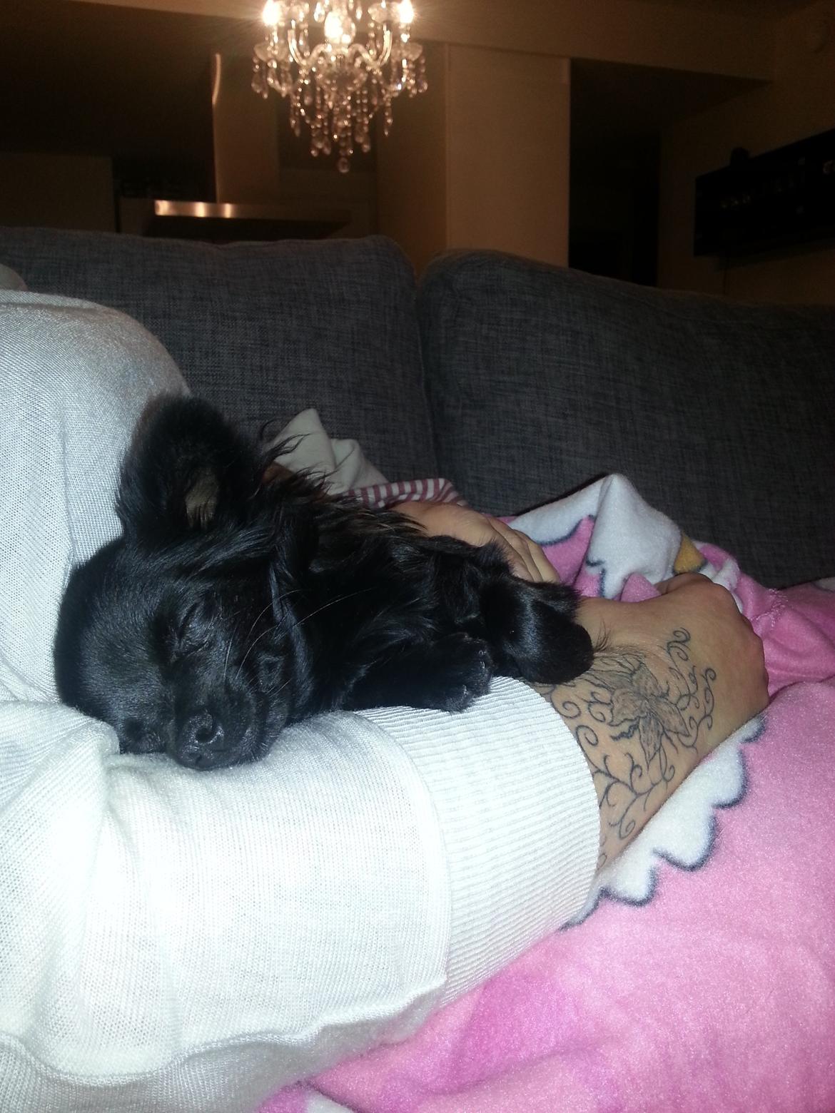 Chihuahua Baby Kitty - Den dag jeg fik Baby. Hun er træt efter en lang køretur billede 4