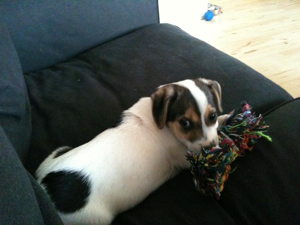 Dansk svensk gaardhund Hannibal billede 9