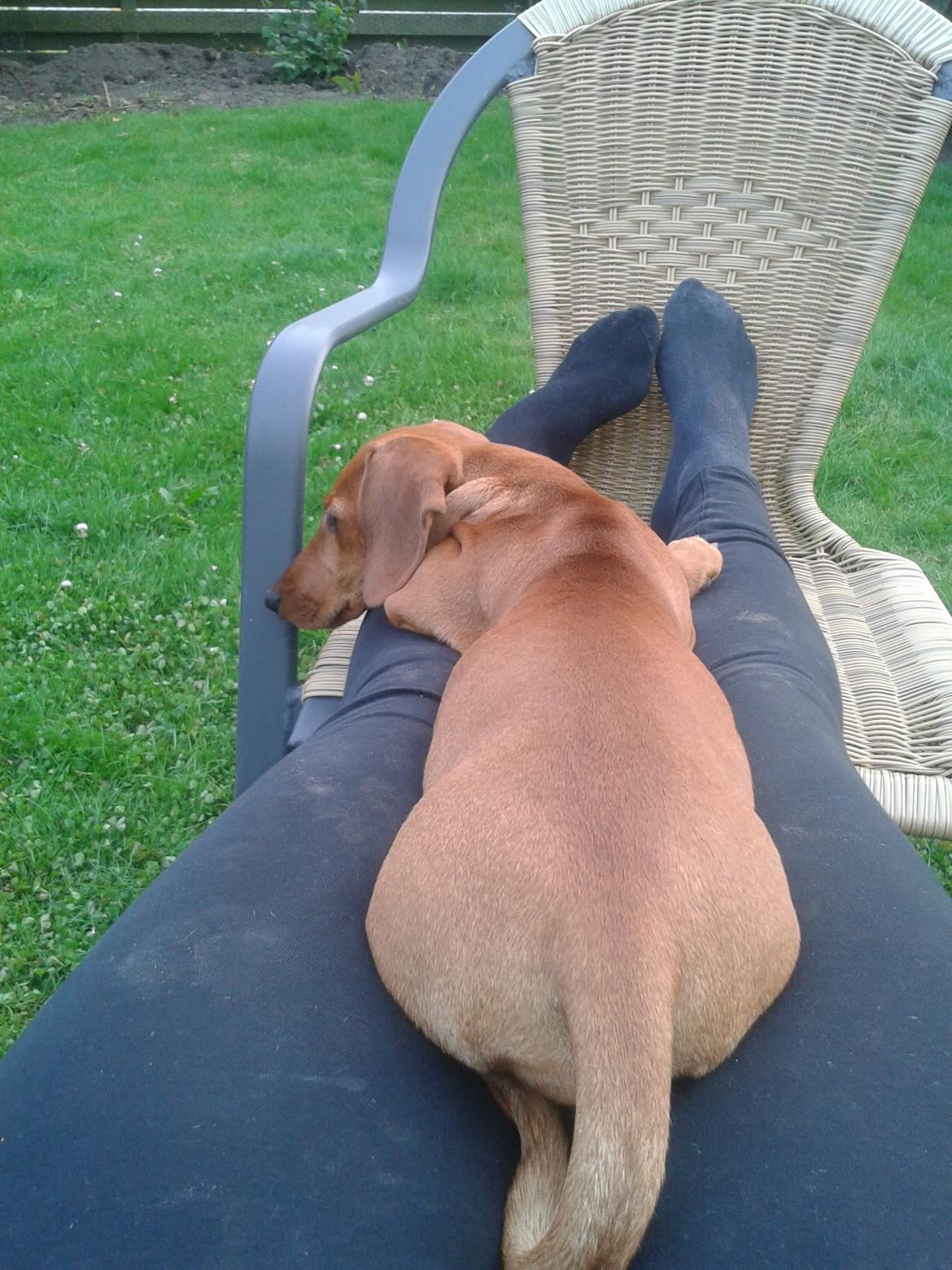 Gravhund Polly billede 20