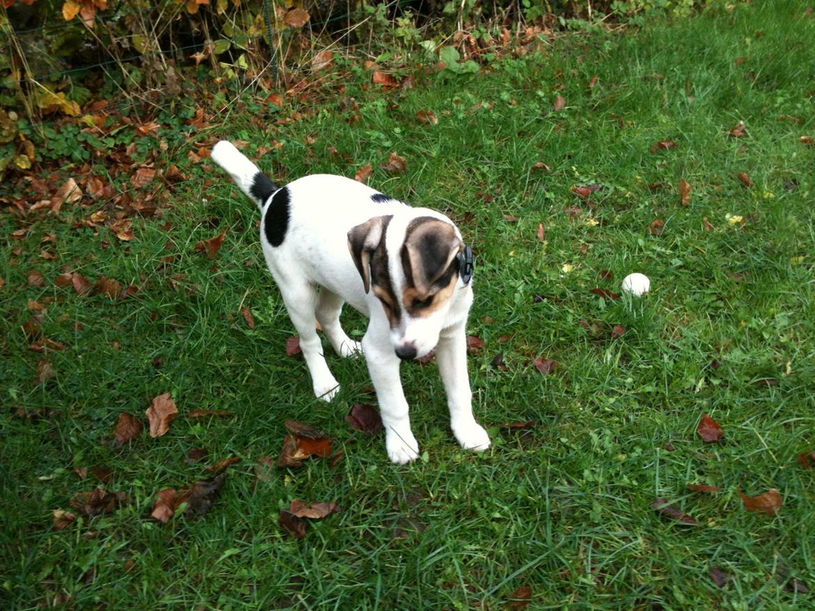 Dansk svensk gaardhund Hannibal billede 16