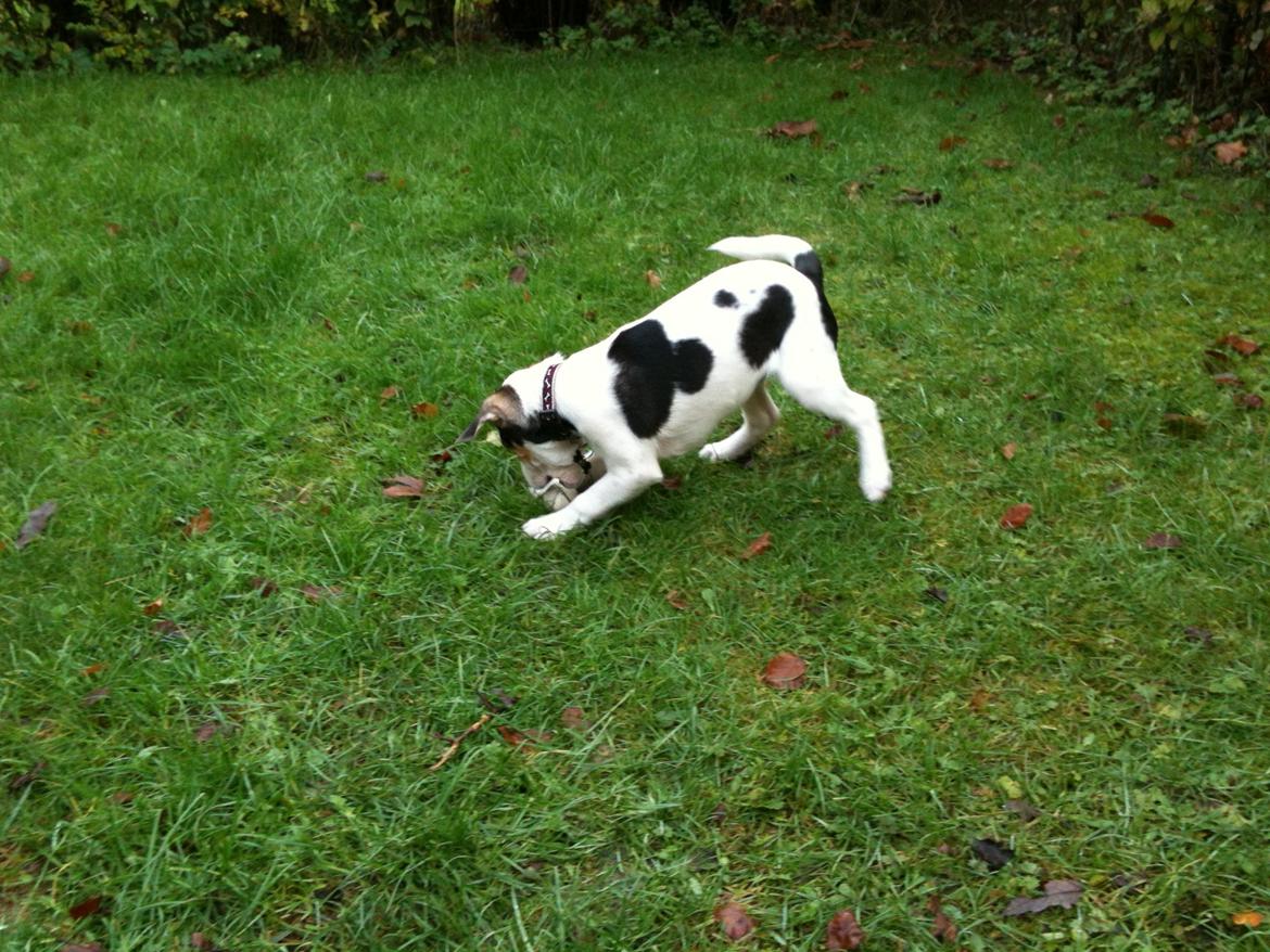 Dansk svensk gaardhund Hannibal billede 13