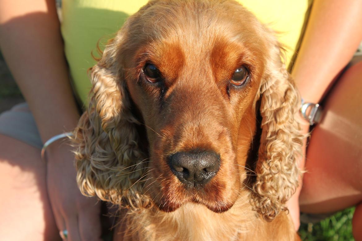 Cocker spaniel Zika billede 1