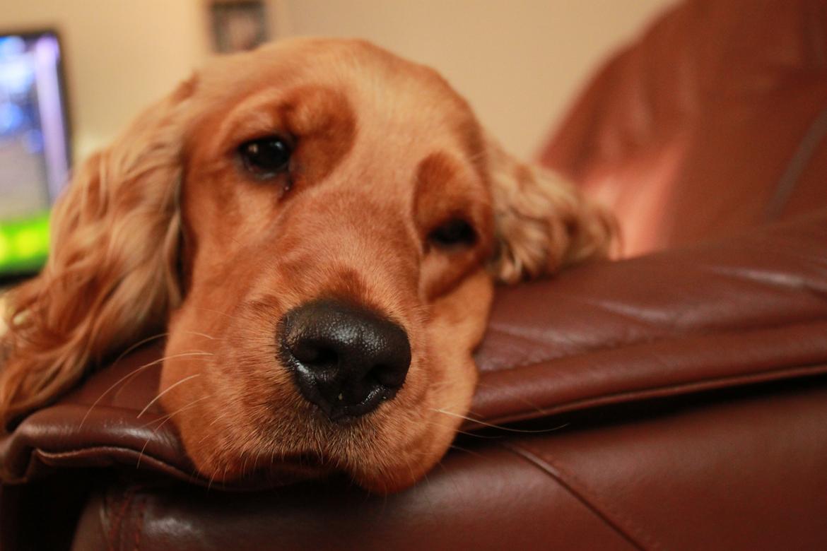 Cocker spaniel Zika billede 2