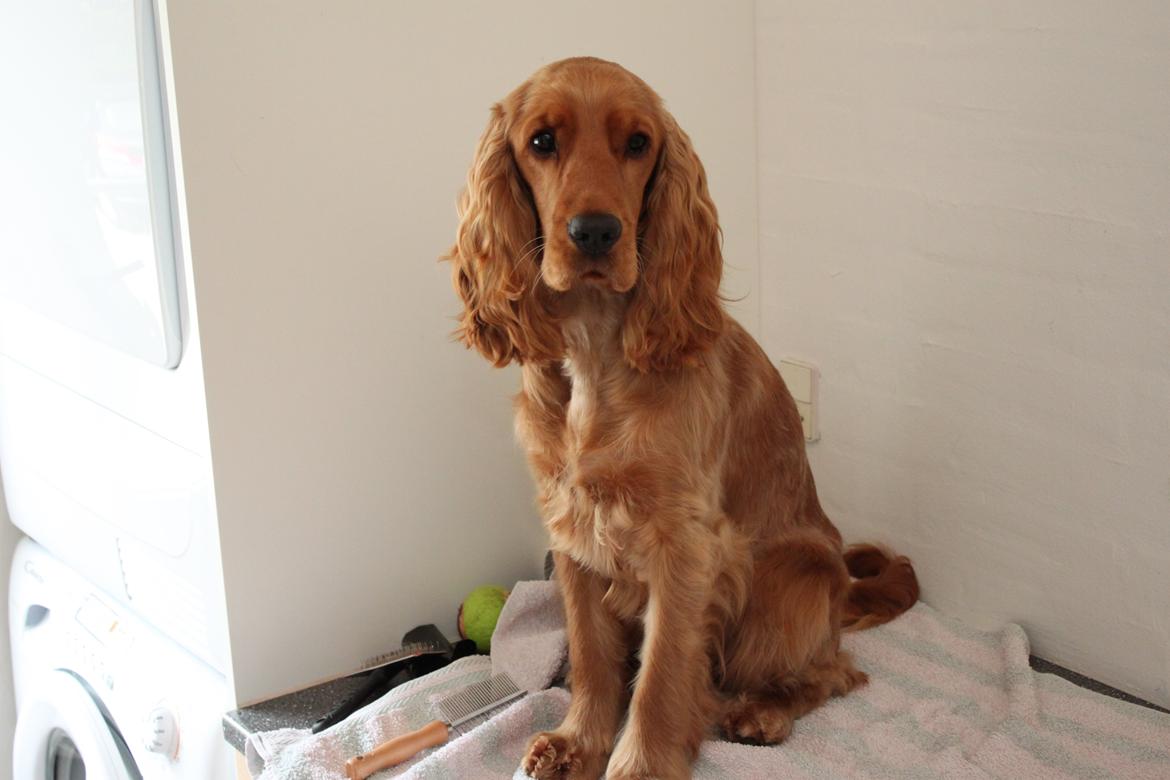 Cocker spaniel Zika billede 4