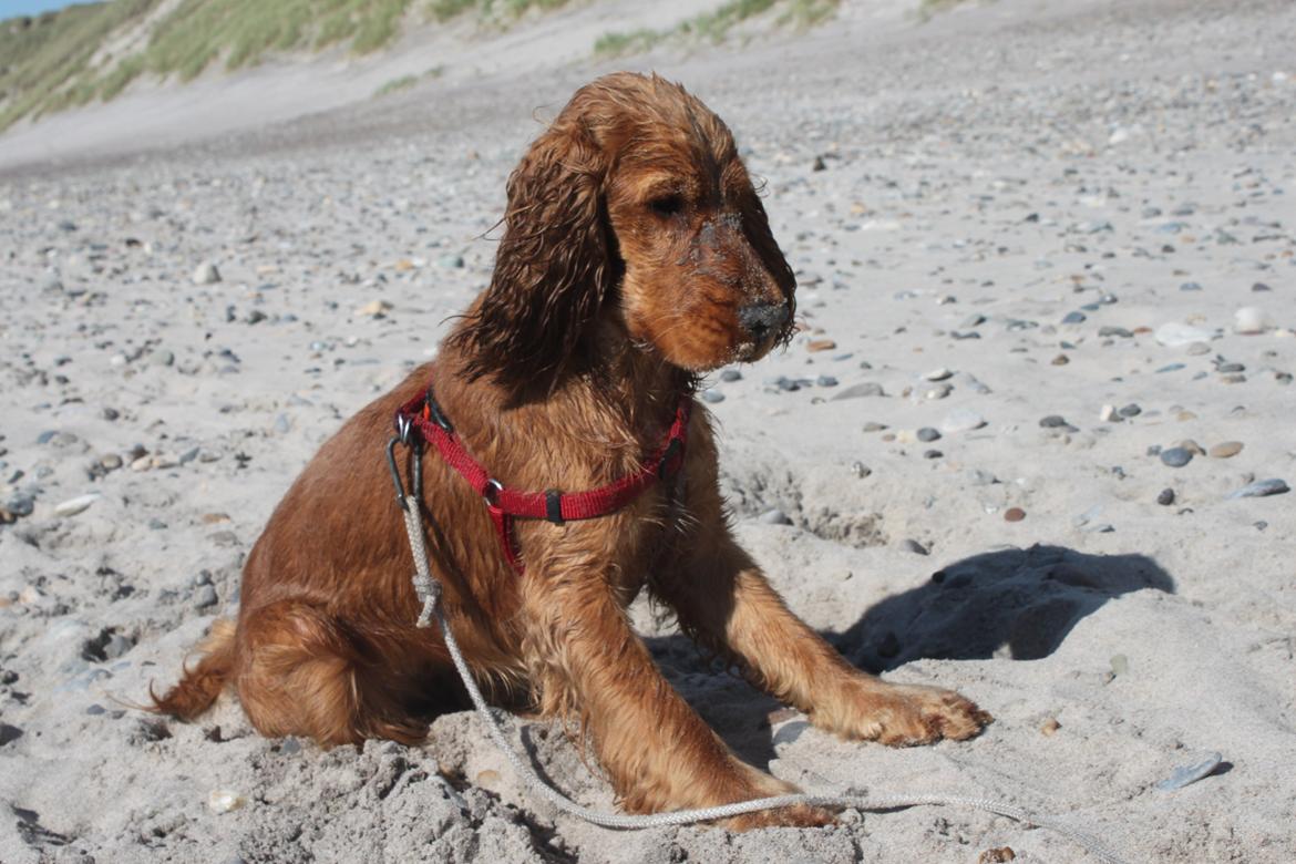 Cocker spaniel Zika billede 7