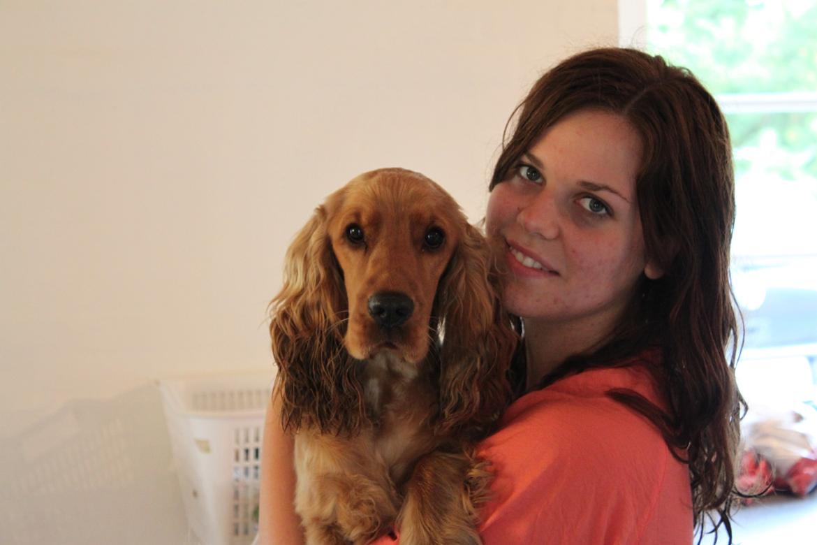 Cocker spaniel Zika billede 8