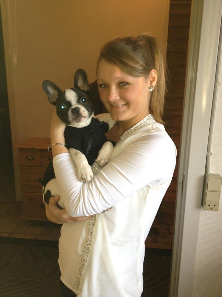 Fransk bulldog Milo billede 2