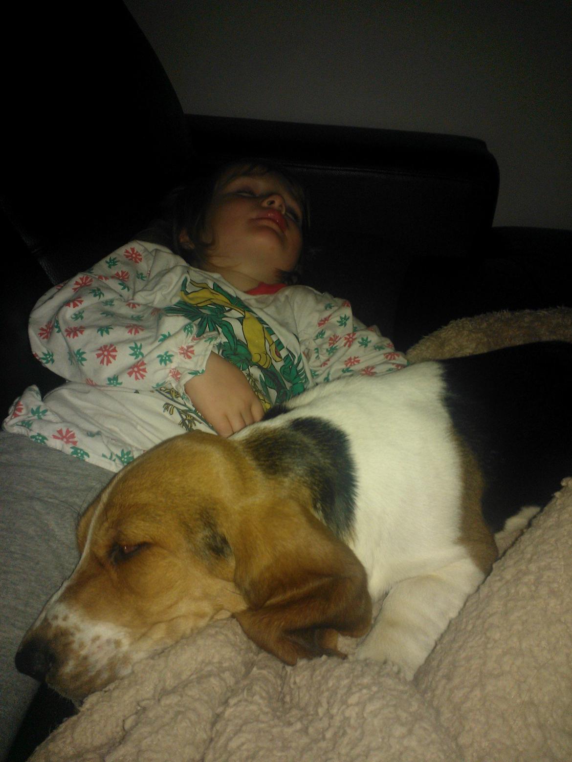 Basset hound Luna R.i.p billede 11