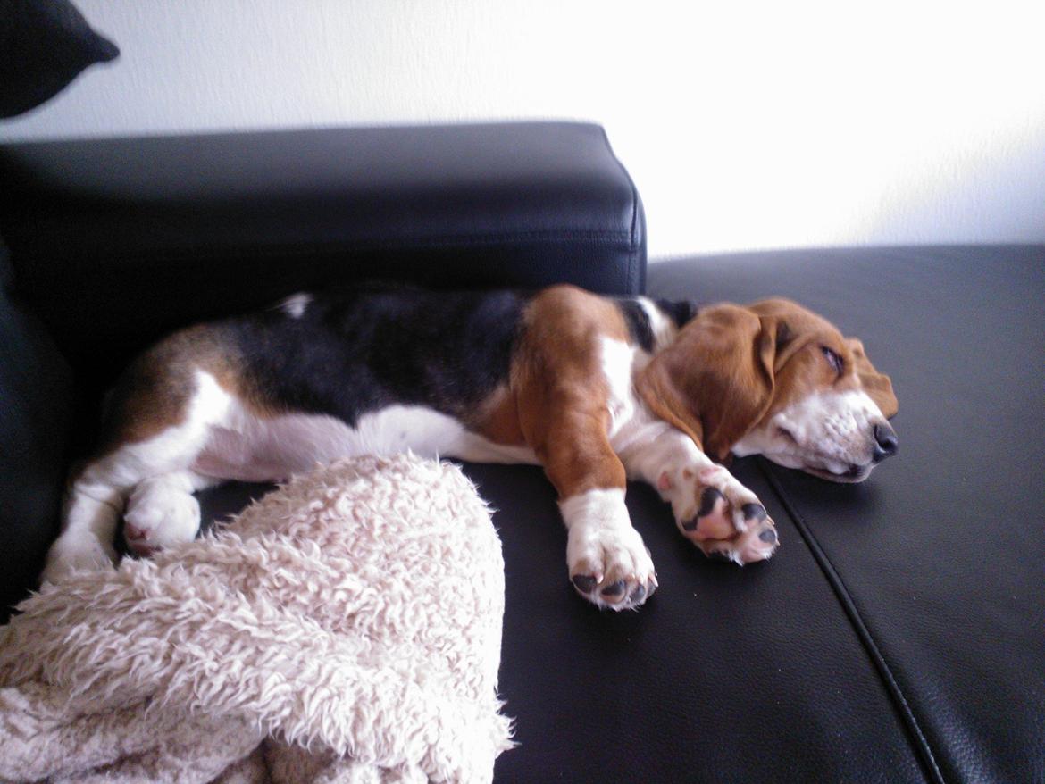 Basset hound Luna R.i.p billede 12