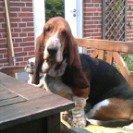 Basset hound Berta billede 10