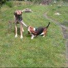 Basset hound Berta billede 11