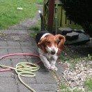 Basset hound Berta billede 12