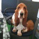 Basset hound Berta billede 13