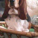 Basset hound Berta billede 14