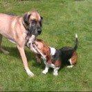 Basset hound Berta billede 15