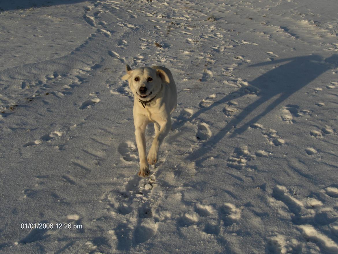 Blanding af racer Buller billede 1