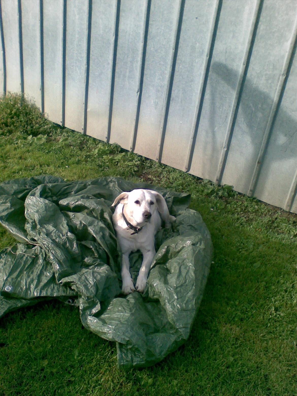 Blanding af racer Buller billede 2