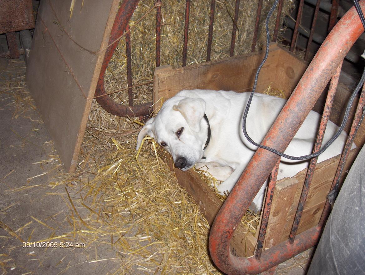 Blanding af racer Buller billede 3