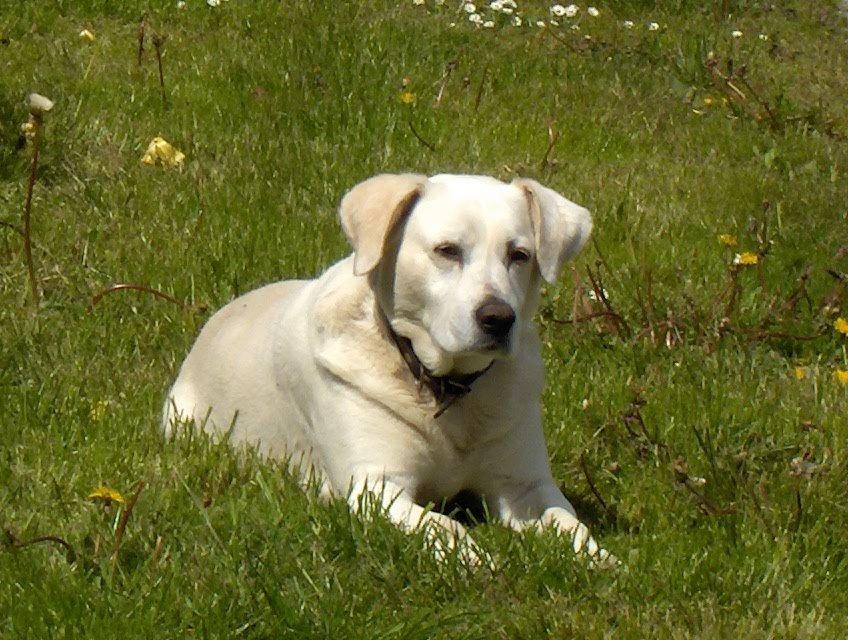 Blanding af racer Buller billede 4