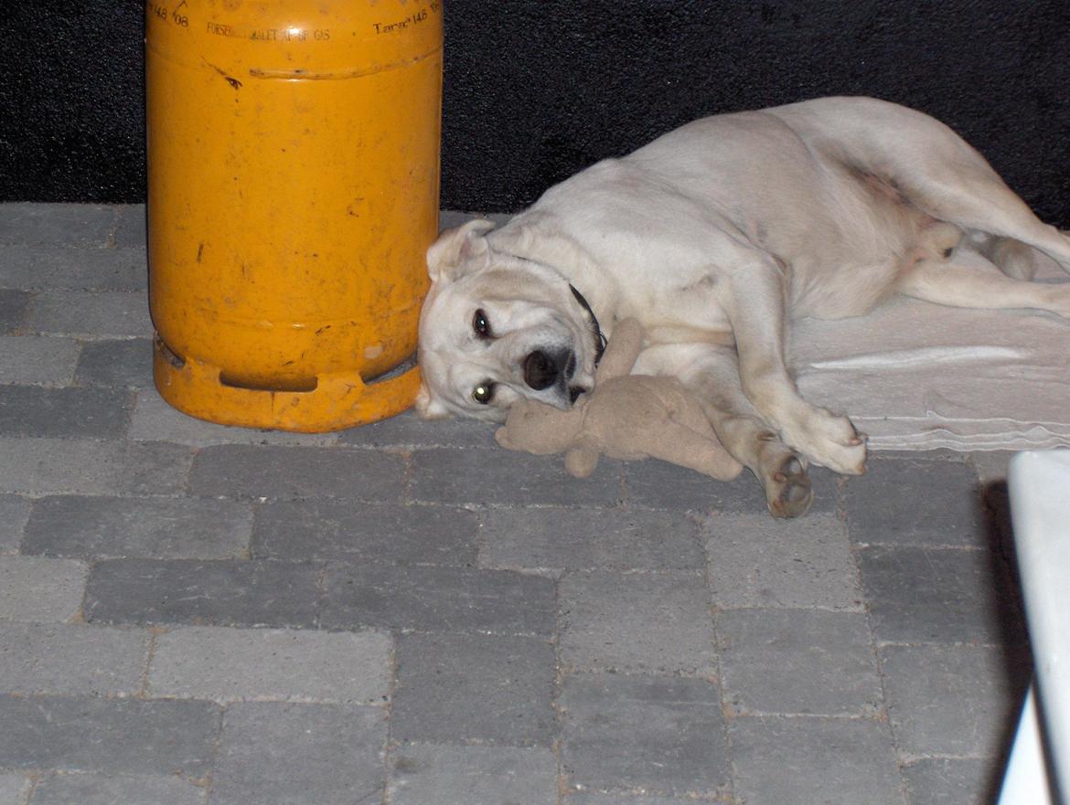 Blanding af racer Buller billede 5