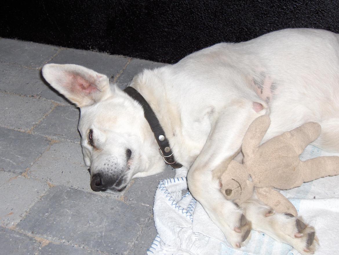 Blanding af racer Buller billede 6