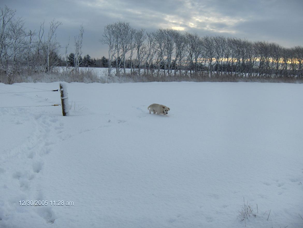 Blanding af racer Buller billede 7