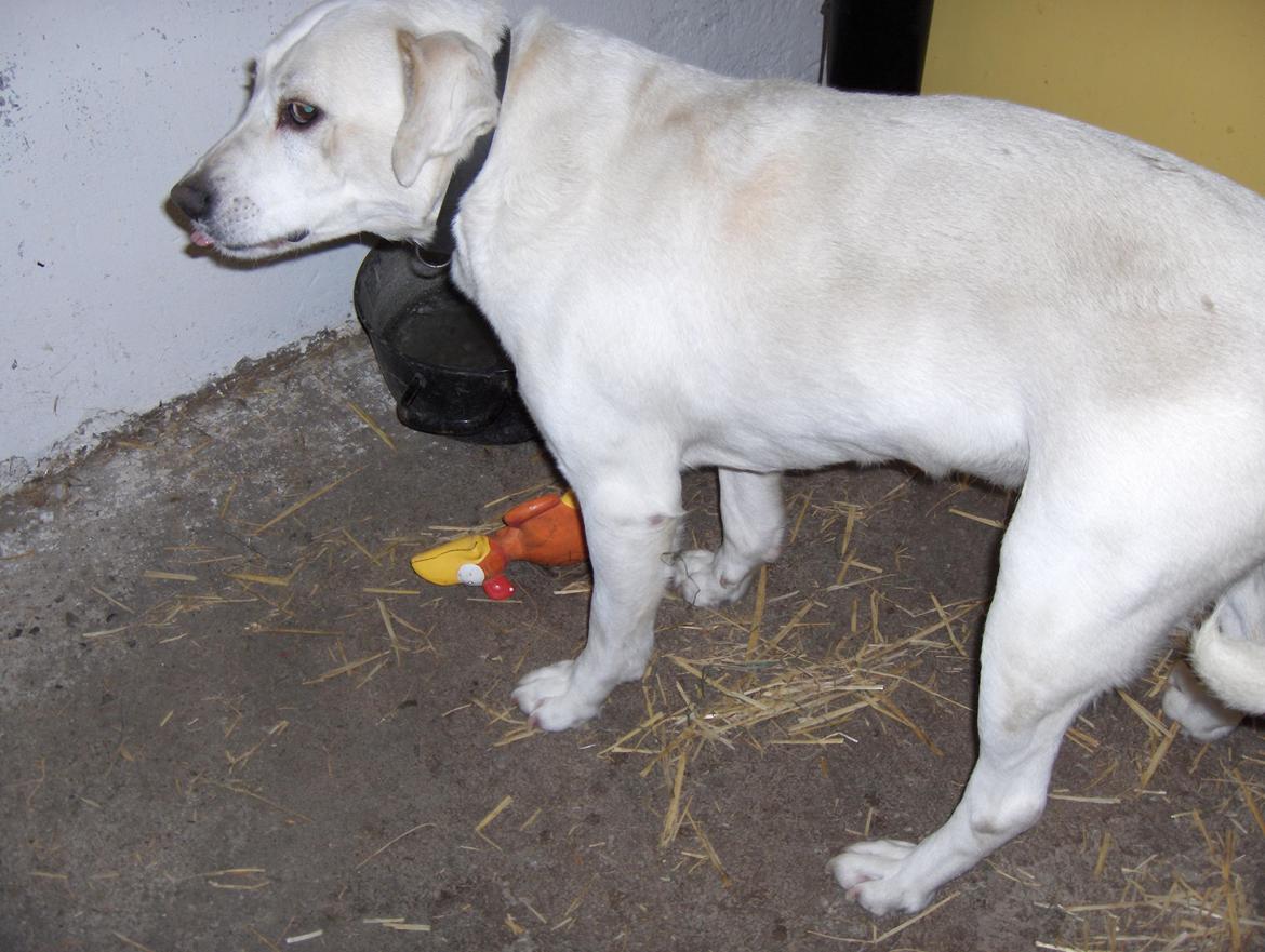 Blanding af racer Buller billede 8